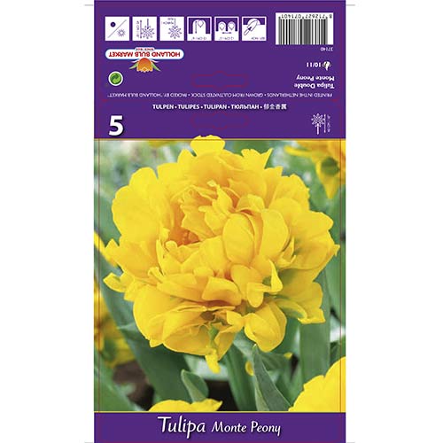 Tulipan Monte Peony slika 1 interface.art 67775