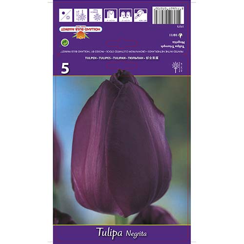 Tulipan Negrita slika 1 interface.art 67842