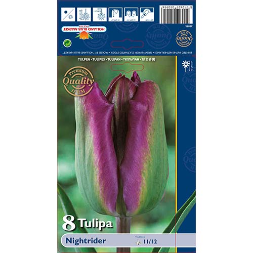 Tulipan Night Rider slika 1 interface.art 68044