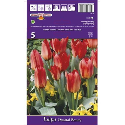 Tulipan Oriental Beauty slika 1 interface.art 67785