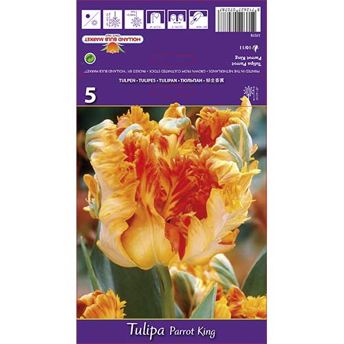 Tulipan Parrot King slika 1 interface.art 67801