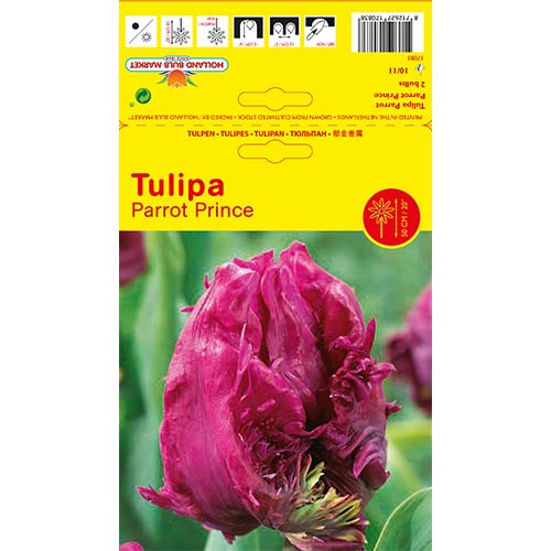 Tulipan Parrot Prince slika 1 interface.art 68093