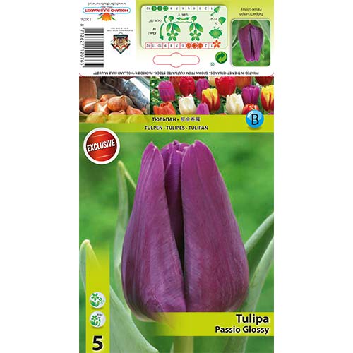 Tulipan Passio Glossy slika 1 interface.art 67786