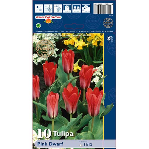 Tulipan Pink Dwarf slika 1 interface.art 67794