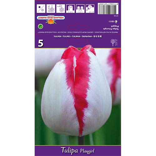 Tulipan Playgirl slika 1 interface.art 67796