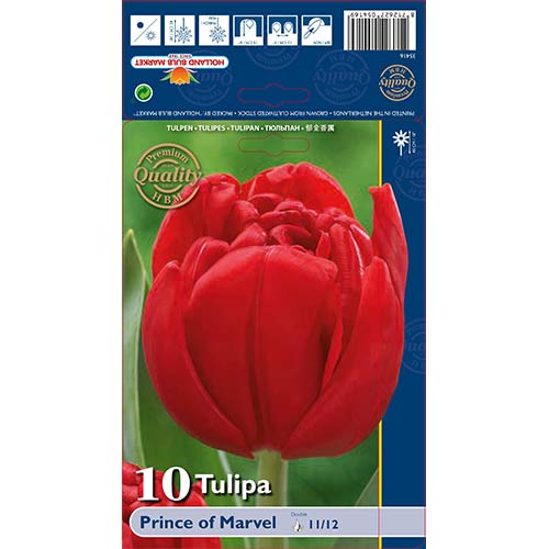 Tulipan Prince of Marvel slika 1 interface.art 68041