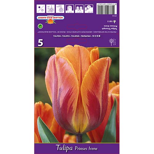 Tulipan Princes Irene slika 1 interface.art 67806