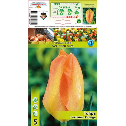 Tulipan Purissima Orange slika 1 interface.art 67782