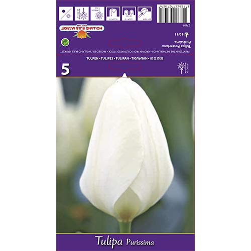 Tulipan Purissima slika 1 interface.art 68111