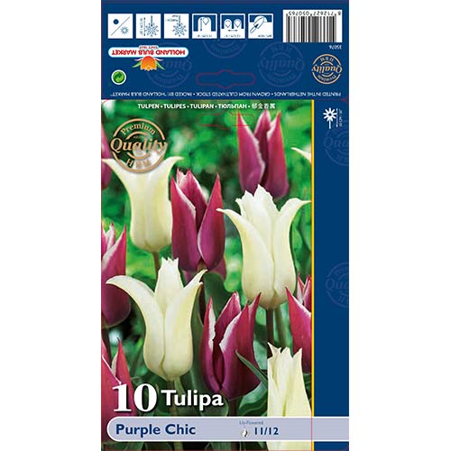 Tulipan Purple Chic slika 1 interface.art 68046