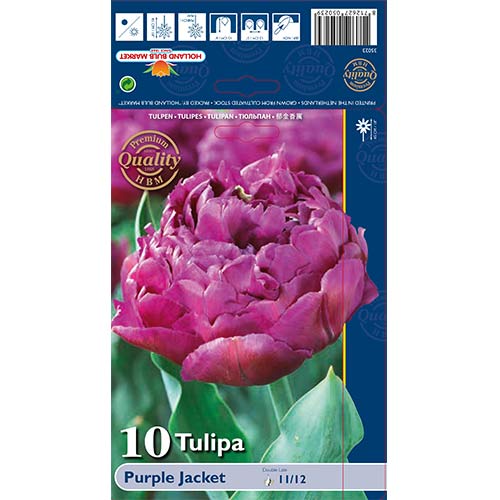 Tulipan Purple Jacket slika 1 interface.art 68040