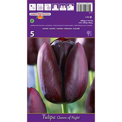Tulipan Queen of Night slika 1 interface.art 67741