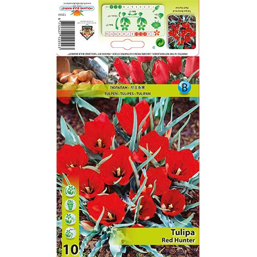 Tulipan Red Hunter slika 1 interface.art 67822
