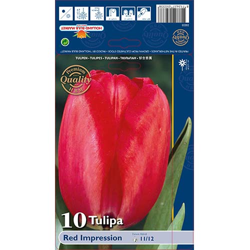 Tulipan Red Impression slika 1 interface.art 67813