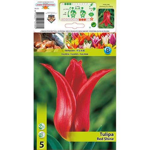 Tulipan Red Shine slika 1 interface.art 67481
