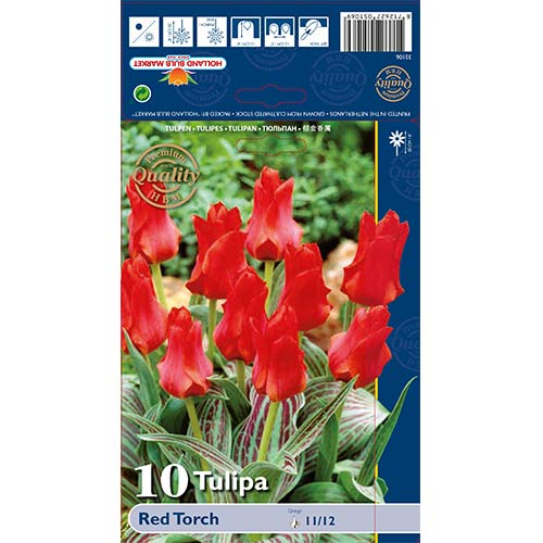 Tulipan Red Torch slika 1 interface.art 67814
