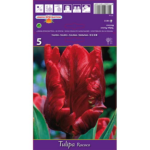 Tulipan Rococo slika 1 interface.art 67817