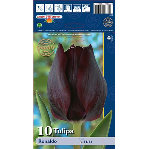 Tulipan Ronaldo slika 1 interface.art 67844
