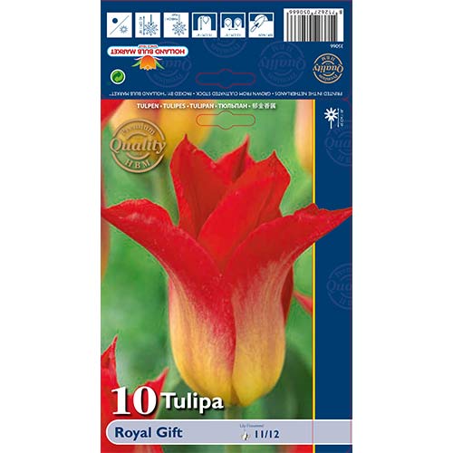 Tulipan Royal Gift slika 1 interface.art 67820