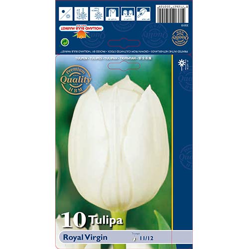 Tulipan Royal Virgin slika 1 interface.art 67819