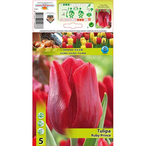 Tulipan Ruby Prince slika 1 interface.art 68086