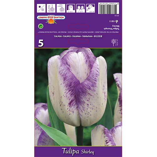 Tulipan Shirley slika 1 interface.art 68114