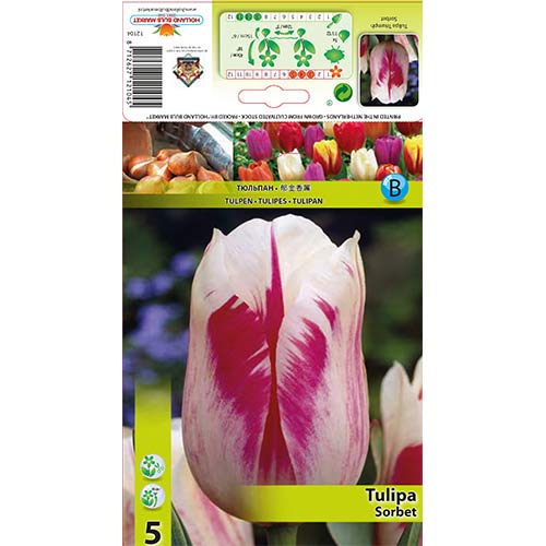 Tulipan Sorbet slika 1 interface.art 67835