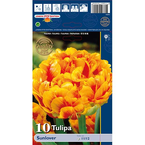 Tulipan Sunlover slika 1 interface.art 68042