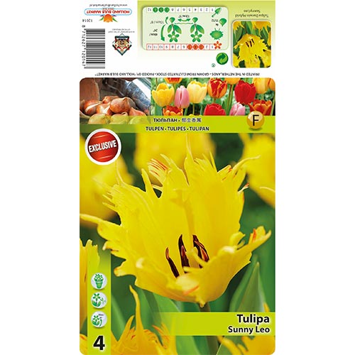 Tulipan Sunny Leo slika 1 interface.art 68400
