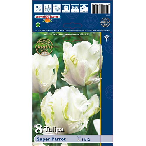 Tulipan Super Parrot slika 1 interface.art 67802