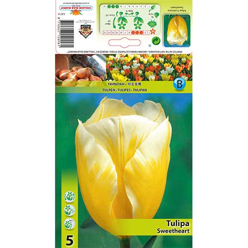 Tulipan Sweetheart slika 1 interface.art 67830