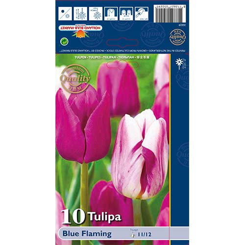 Tulipan Triumph - Blue Flaming slika 1 interface.art 68030