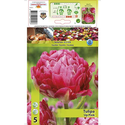 Tulipan Up Pink slika 1 interface.art 67686