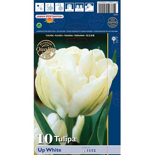 Tulipan Up White slika 1 interface.art 67768