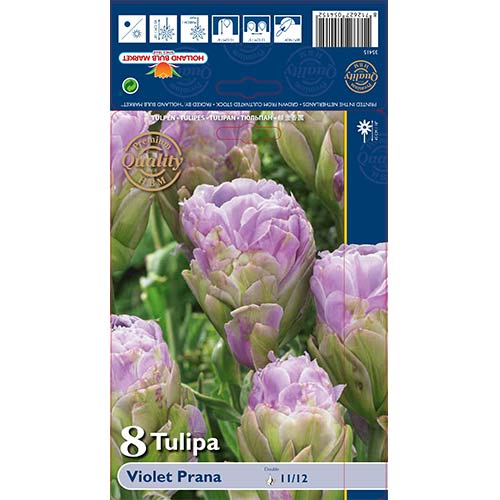 Tulipan Violet Prana slika 1 interface.art 68119