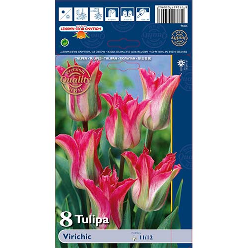 Tulipan Virichic slika 1 interface.art 67712