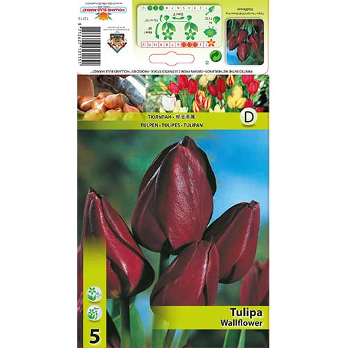 Tulipan Wallflower slika 1 interface.art 67812