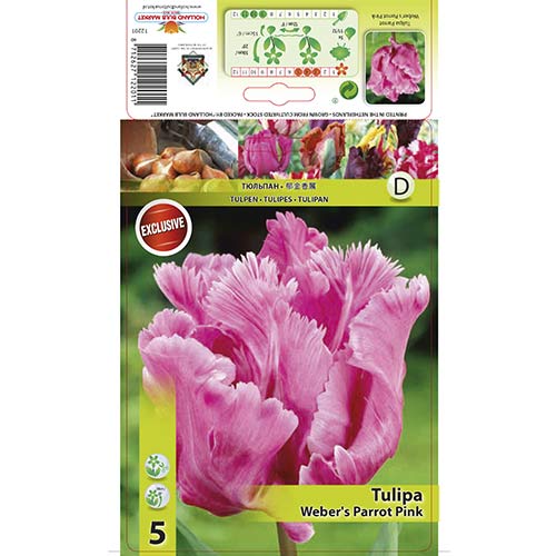 Tulipan Webers Parrot Pink slika 1 interface.art 67711