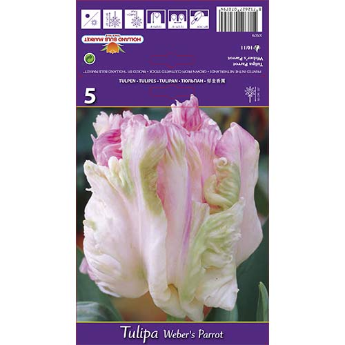 Tulipan Weber's Parrot slika 1 interface.art 67710