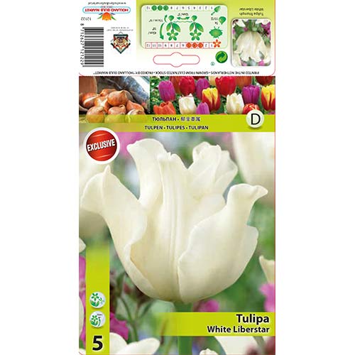 Tulipan White Liberstar slika 1 interface.art 67848