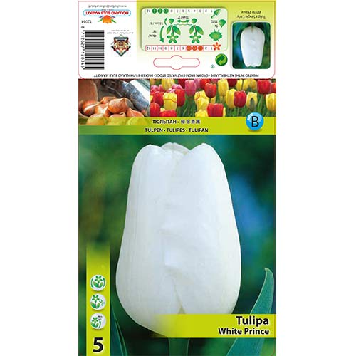 Tulipan White Prince slika 1 interface.art 67709