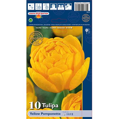 Tulipan Yellow Pomponette slika 1 interface.art 67733
