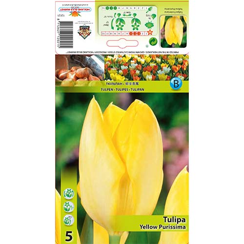 Tulipan Yellow Purissima slika 1 interface.art 67734