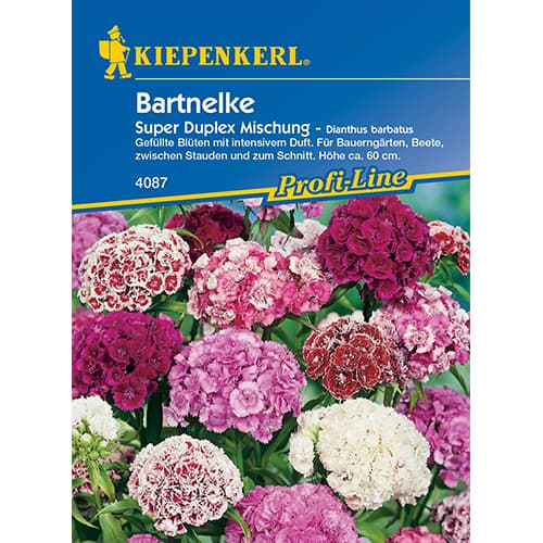 Turski karanfil Duplika, višebojna mješavina slika 1 interface.art 86250