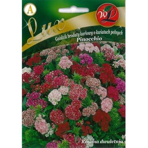 Turski karanfil Pinocchio, višebojna mješavina slika 1 interface.art 86762