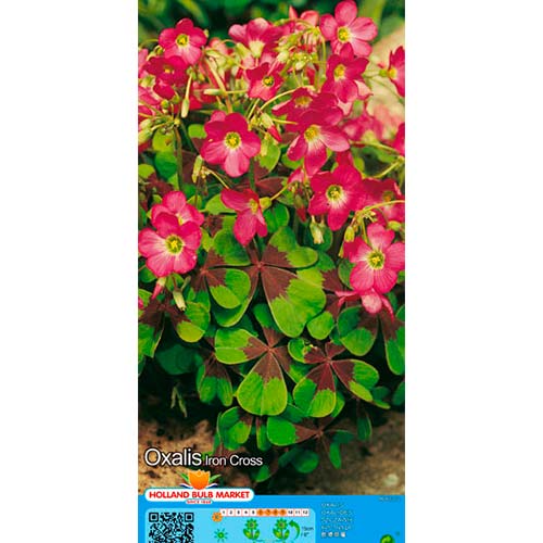 Ukrasna detelina Iron Cross slika 1 interface.art 76481