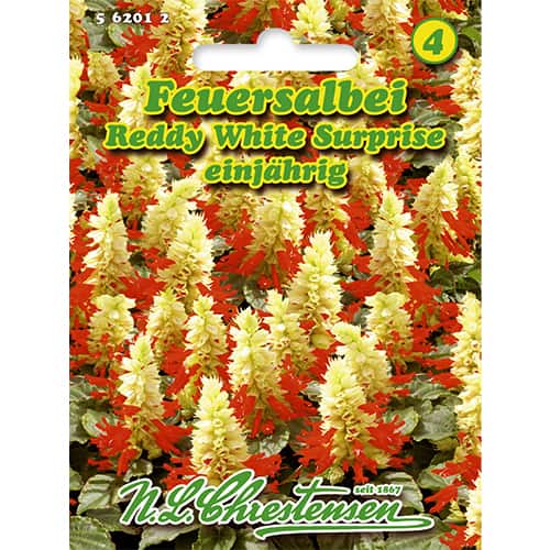 Ukrasna kadulja Reddy White Surprise slika 1 interface.art 86185