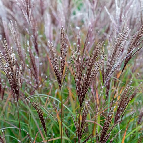 Ukrasna (kineska) trava Ferner Osten slika 1 interface.art 4083