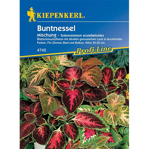 Ukrasna kopriva (Coleus), mix multicolor slika 1 interface.art 50058