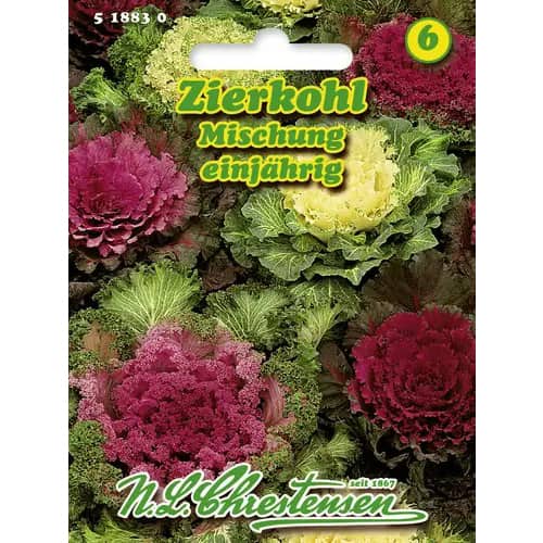 Ukrasni kupus, mix multicolor slika 1 interface.art 96404